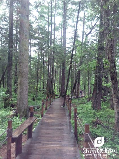 【團體專享】伊春、五營森林公園、湯旺河石林、嘉蔭茅蘭溝、恐龍地質公園、雙臥5日清肺之旅