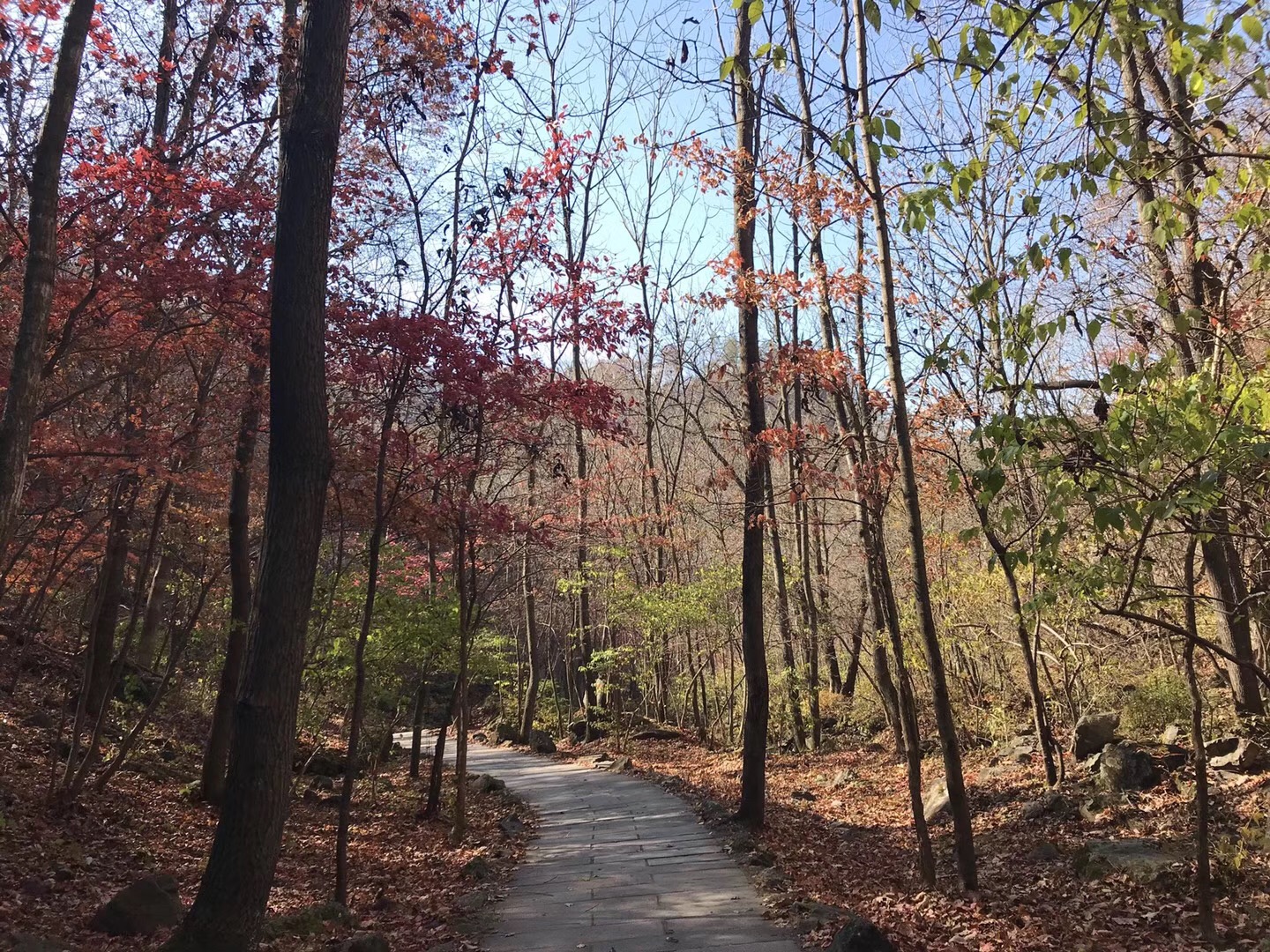 世界奇觀盤錦紅海灘、東北楓葉之王蒲石河森林公園、本溪水洞、三日游